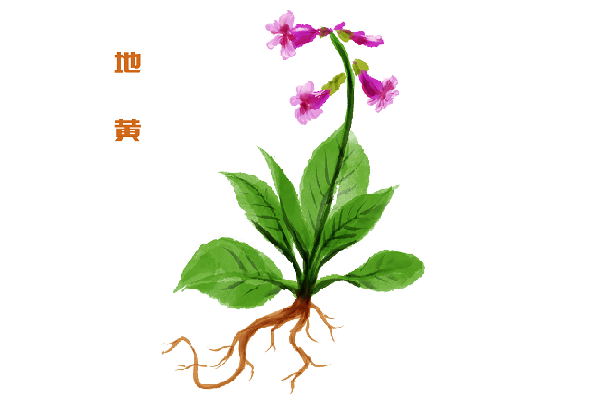 熟地黄泡水喝功效禁忌 熟地黄泡水喝的好处注意事项