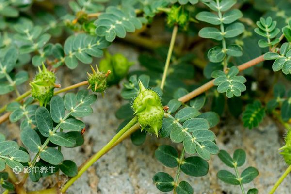 蒺藜泡水喝的功效 蒺藜的禁忌
