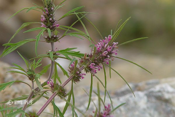 益母草泡脚的功效与作用 益母草泡脚的禁忌