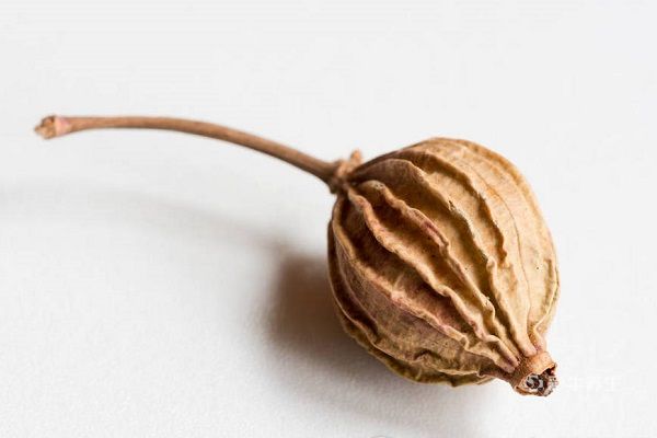 砂仁的功效与作用禁忌 砂仁的药用价值及注意事项