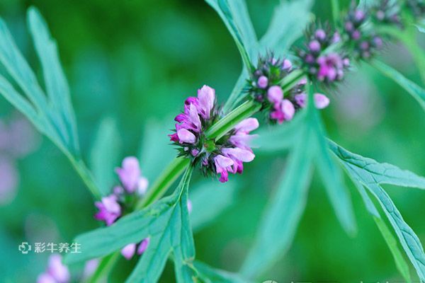 益母草泡水喝的功效与作用 益母草泡水喝的禁忌