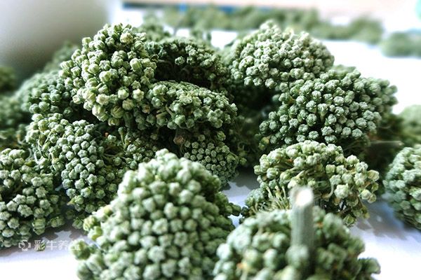 三七花泡水放几朵 三七花泡水喝的功效