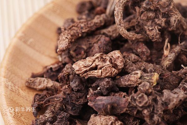 红景天的功效与作用及禁忌 红景天的药用价值与禁忌