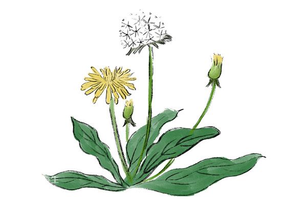 蒲公英的功效与作用及禁忌 蒲公英的药用价值与禁忌