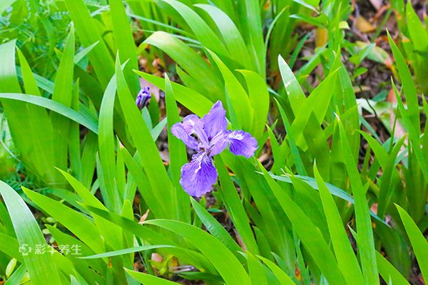蓝蝴蝶花泡水喝的功效 蓝蝴蝶花泡水喝的好处