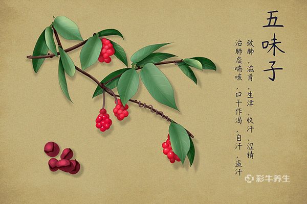 五味子泡酒的功效与作用 五味子泡酒的药用价值