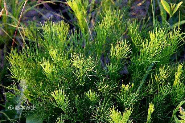 茵陈的功效与作用吃法 茵陈的药用价值与食用方法