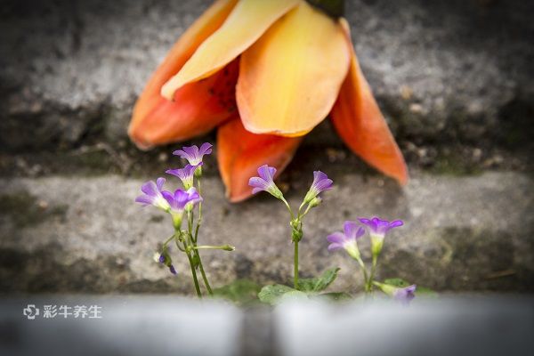 木棉花的功效与禁忌 木棉花的药用价值及注意事项