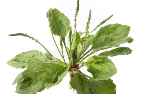 车前草怎么泡水喝 车前草泡水喝的功效