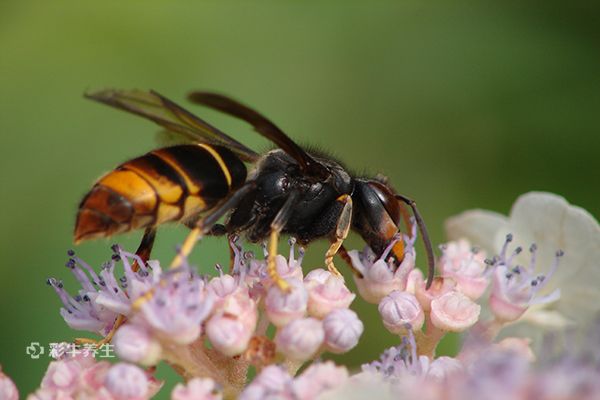 虎头蜂泡酒有什么功效 虎头蜂泡酒的好处