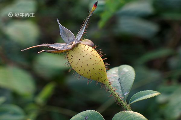 金樱子泡水喝的功效与作用 金樱子泡水喝有哪些好处