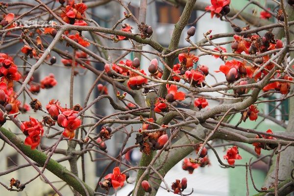 木棉花的功效与禁忌 木棉花的药用价值及注意事项