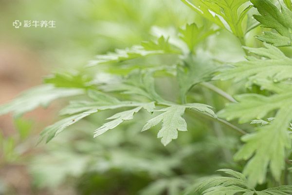 艾草泡脚可以天天泡吗 艾草泡脚的禁忌