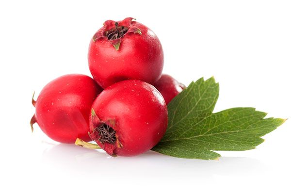 山楂叶泡水的功效与作用 山楂叶泡水的好处