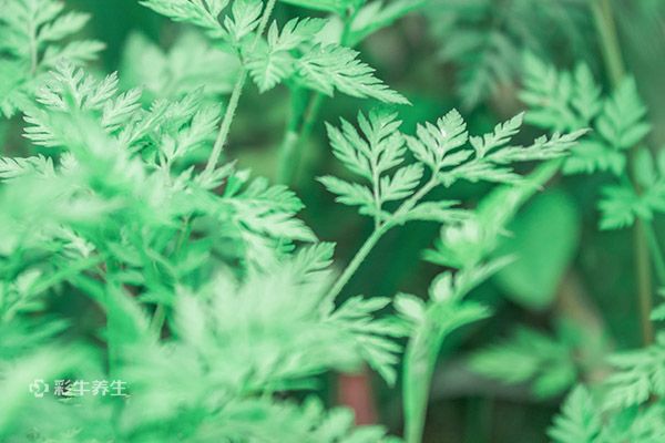 艾草泡脚可以天天泡吗 艾草泡脚的禁忌