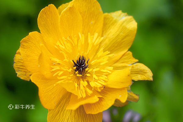 金莲花泡水用几朵 金莲花泡水喝的功效与作用