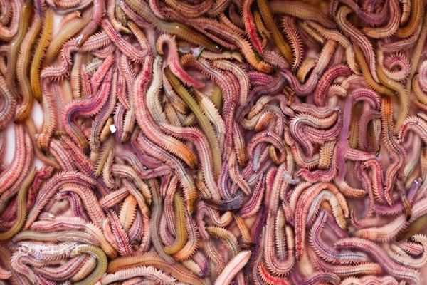 沙虫的功效与营养价值