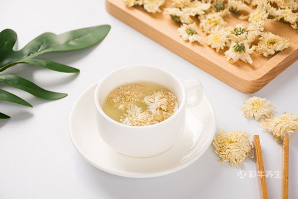 菊花泡水后为什么变绿 菊花泡水后变绿的原因