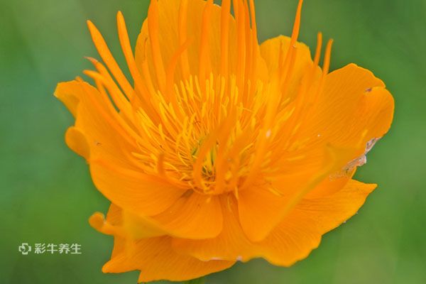 金莲花泡水用几朵 金莲花泡水喝的功效与作用