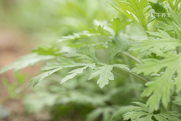 艾叶泡脚治月子病吗 艾叶泡脚的功效与作用