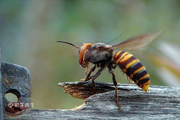 虎头蜂泡酒有什么功效 虎头蜂泡酒的好处
