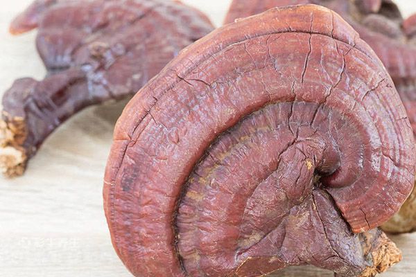 灵芝的正确吃法与用量 灵芝怎么吃效果最好