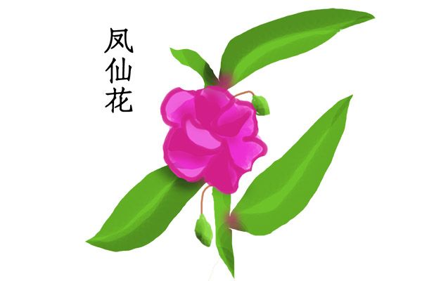 指甲花泡酒的功效与作用