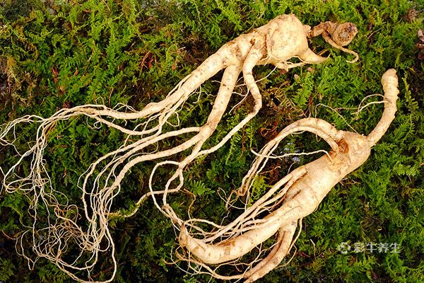 人参泡酒喝有什么功效和作用 人参泡酒喝的好处