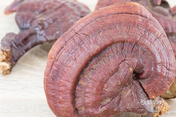 灵芝泡水喝的功效与作用 灵芝泡水喝有哪些好处