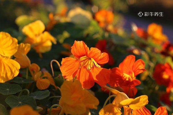 金莲花泡水用几朵 金莲花泡水喝的功效与作用