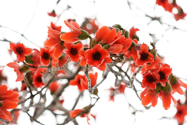 木棉花泡水喝的功效 木棉花泡水喝的好处