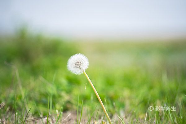 蒲公英的吃法禁忌 蒲公英的食用方法及注意事项