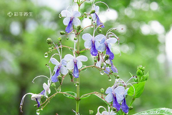 蓝蝴蝶花泡水喝的功效 蓝蝴蝶花泡水喝的好处