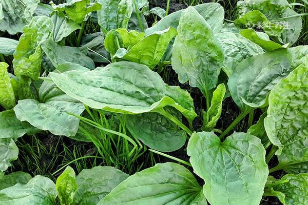 车前草有什么功效能治什么病 车前草的药用价值