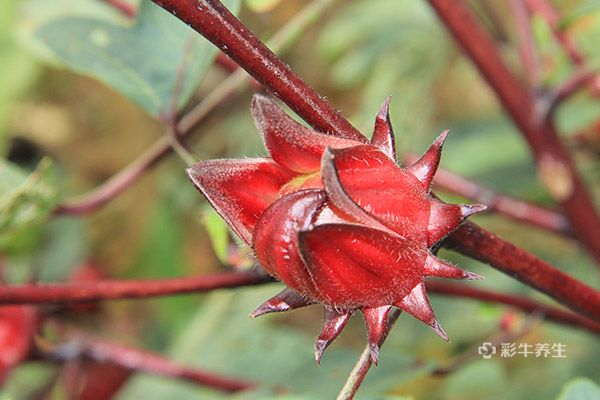 洛神花泡水喝的功效 洛神花泡水喝有哪些好处