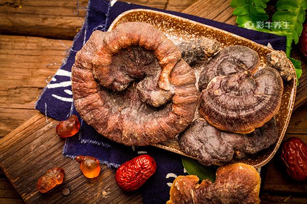 灵芝的正确吃法与用量 灵芝怎么吃效果最好