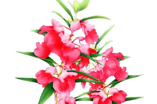 指甲花泡酒的功效与作用