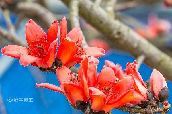 木棉花的功效与禁忌 木棉花的药用价值及注意事项