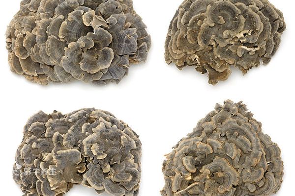 云芝的功效与作用