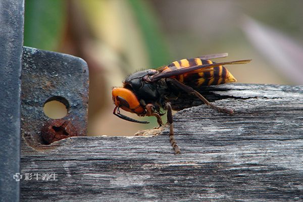 虎头蜂泡酒有什么功效 虎头蜂泡酒的好处