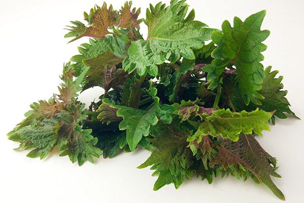 紫苏的功效与作用吃法 紫苏的药用价值与食用方法