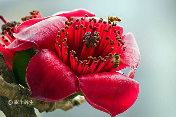 木棉花泡水喝的功效 木棉花泡水喝的好处