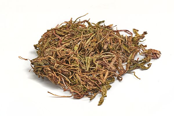 蒲公英泡脚的功效与作用 蒲公英泡脚的好处