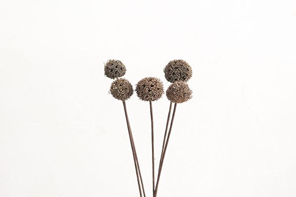 路路通泡水喝的功效 路路通的食用方法