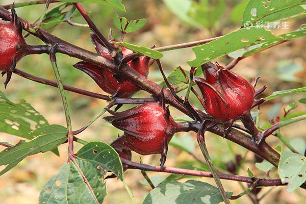 洛神花泡水喝的功效 洛神花泡水喝有哪些好处
