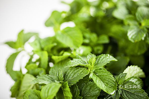 薄荷的功效与作用禁忌 薄荷的好处及注意事项