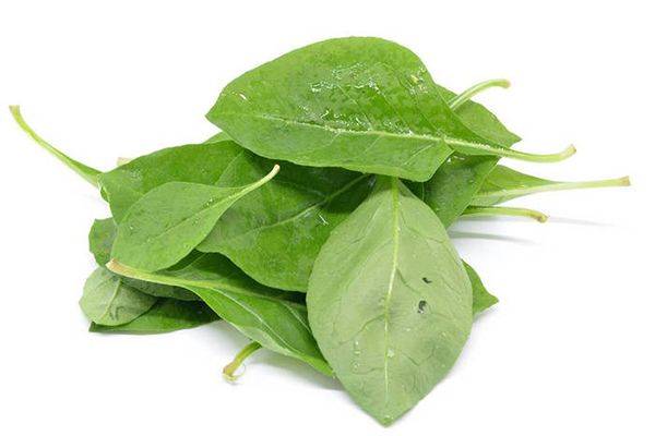 枸杞叶汤的功效与作用 枸杞叶汤的禁忌人群