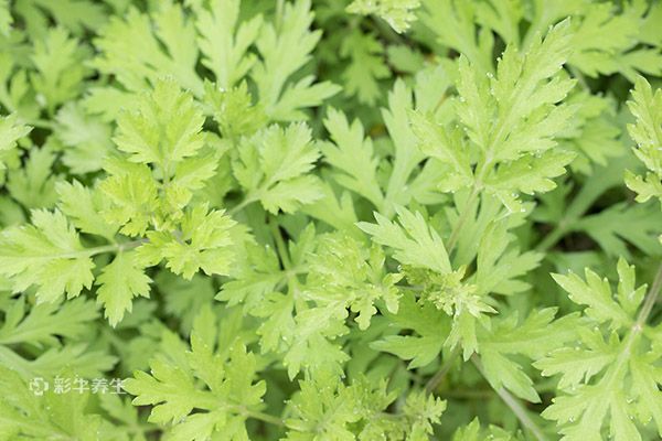 10款中药泡脚秘方 中药泡脚的秘方大全