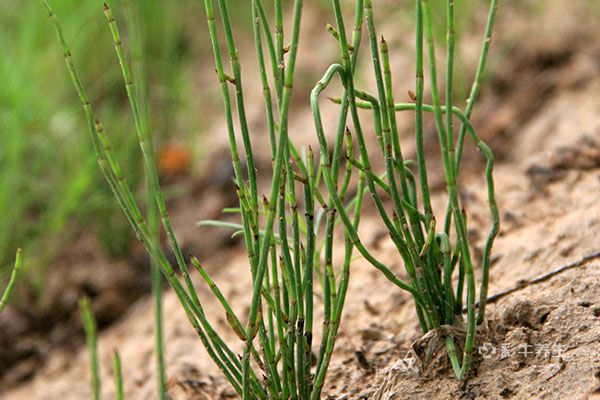 节节草泡水喝的好处 节节草的禁忌