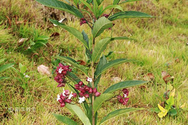 灯笼草泡水喝的功效 灯笼草泡水喝的好处